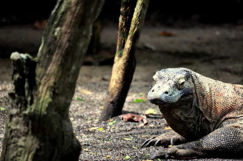 Penutupan Taman Nasional Komodo Baru Sebatas Wacana?