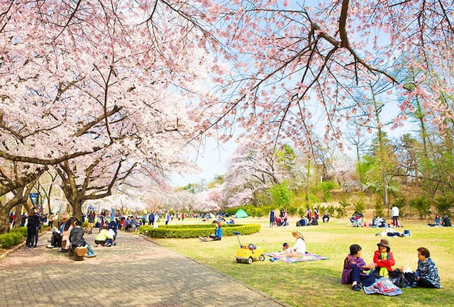 5 Lokasi Sempurna untuk Melihat Keindahan Bunga Musim Semi di Korea Selatan