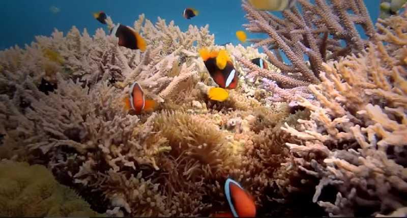 Taman Nasional Bunaken, Tempat Melarikan Diri dari Kota