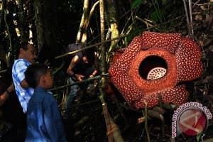 Rafflesia Arnoldi Mekar di Dekat Kebun Warga Kaur