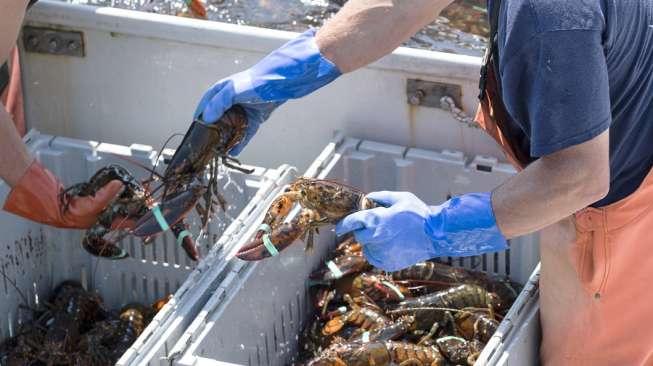 Lobster Bertato Pepsi Gemparkan Dunia