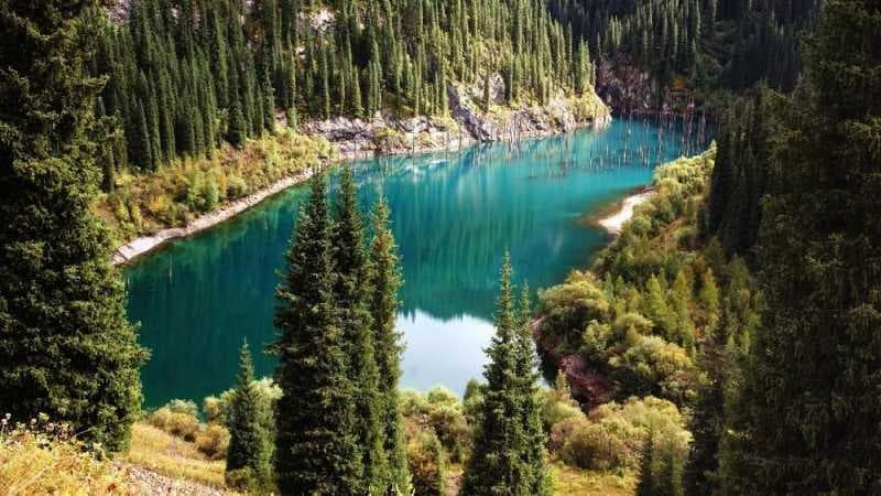 Fenomena Unik, Pohon Cemara Tumbuh Terbalik di Dalam Danau