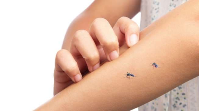 Cegah Infeksi Penyakit dari Nyamuk, Peneliti AS Akan Gunakan Obat Diet
