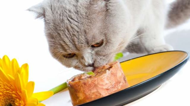 Jangan Beri Makan Kucing Nasi Jika Tak Mau Begini