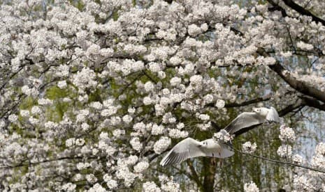 6 Tujuan Wisata untuk Menikmati Keindahan Bunga Sakura