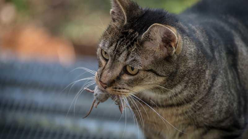 Desa Ini Larang Warga Pelihara Kucing, Ada Apa?