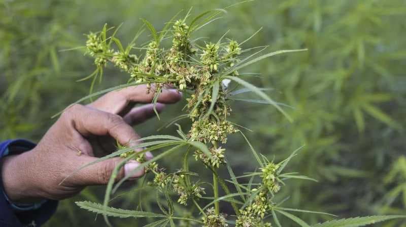 Ganja Berikan Harapan Baru untuk Kesembuhan Pecandu Heroin