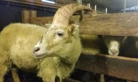 Petani Islandia Temukan 'Unicorn '