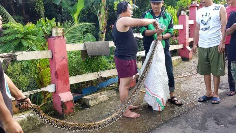 Warga Tangkap Ular Sanca Ukuran 3 Meter di Kali Pesanggrahan