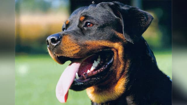 Jilatan Anjing Bikin Kaki dan Tangan Pria di AS Infeksi dan Diamputasi