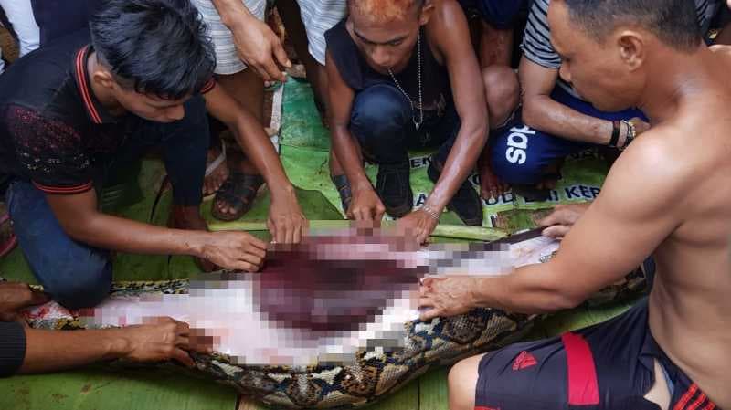 Kenapa Ular Piton di Sulawesi Tenggara Memangsa Manusia?