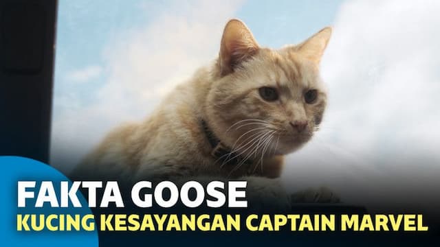 6 Fakta Mengenai Goose, Kucing Kesayangan Captain Marvel
