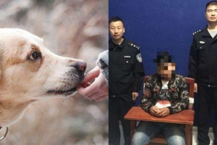 Seorang Pria di China Ditahan Gara-gara Memberi Nama Ilegal Kepada 2 Anjingnya