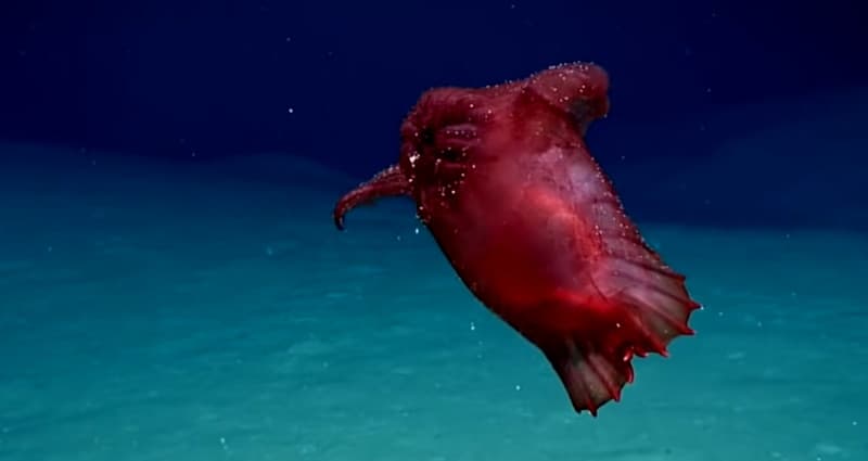 Merinding! Video Penampakan Monster Laut Ayam Tanpa Kepala