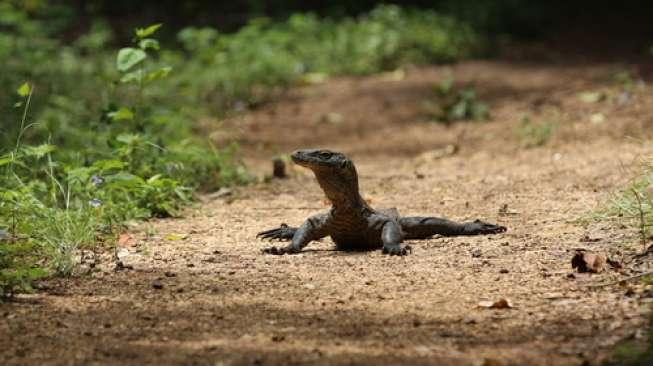 Pertama Kali 14 Telur Komodo Menetas di TSI