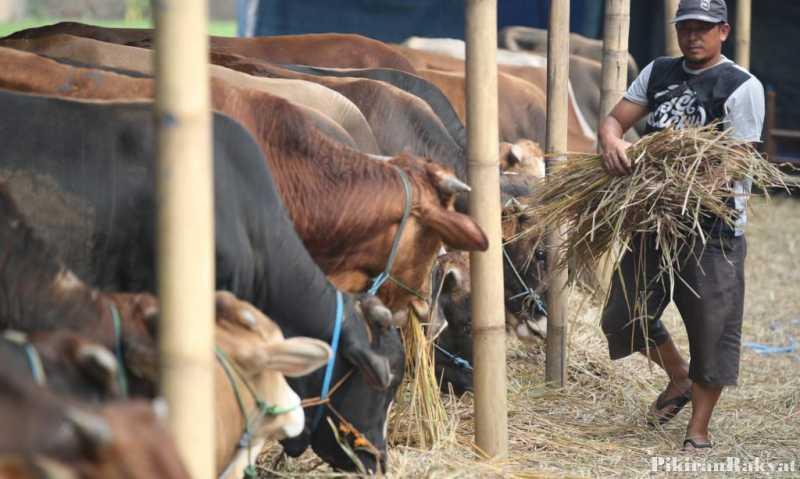 Kantong Plastik Tidak Aman untuk Membungkus Daging