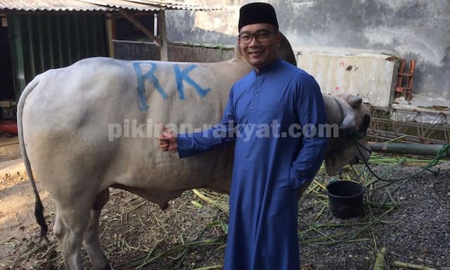 Gagal Beri Nama Syahrini, Ridwan Kamil Namai Sapi Kurban Miliknya Syahrono