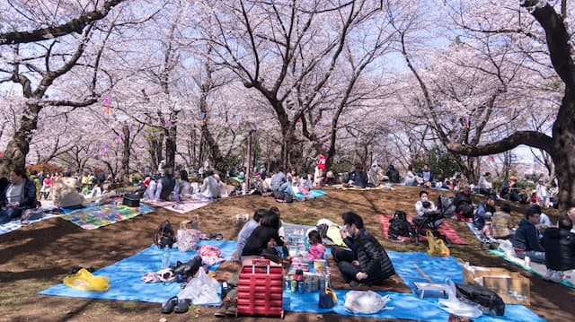 Bunga Sakura Sudah Mulai Bermekaran di Jepang, Normalkah?