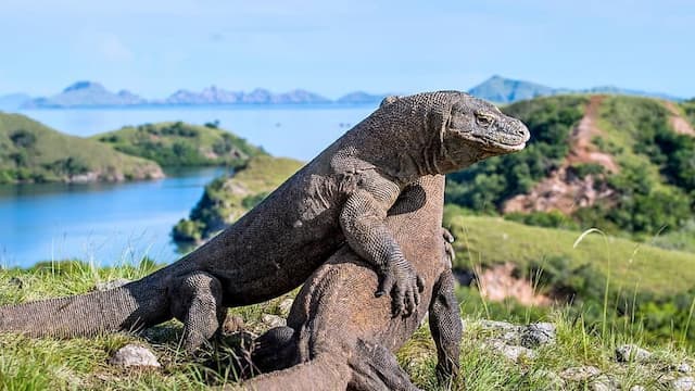 Sederet Keindahan Pulau Komodo yang Jadi Lokasi Syuting Film Thailand