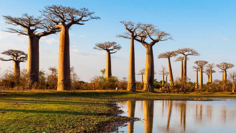 Pohon-Pohon Baobab Kuno di Afrika Mati secara Misterius