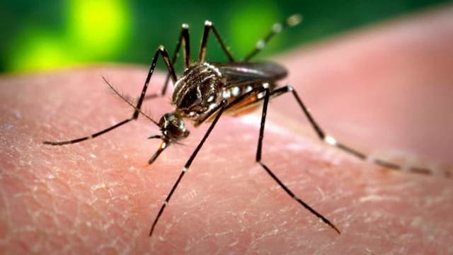 Kenali Berbagai Ciri dan Gejala Virus Zika